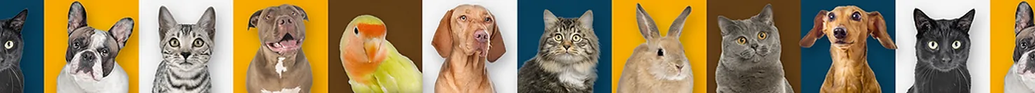 Camvet centro veterinário