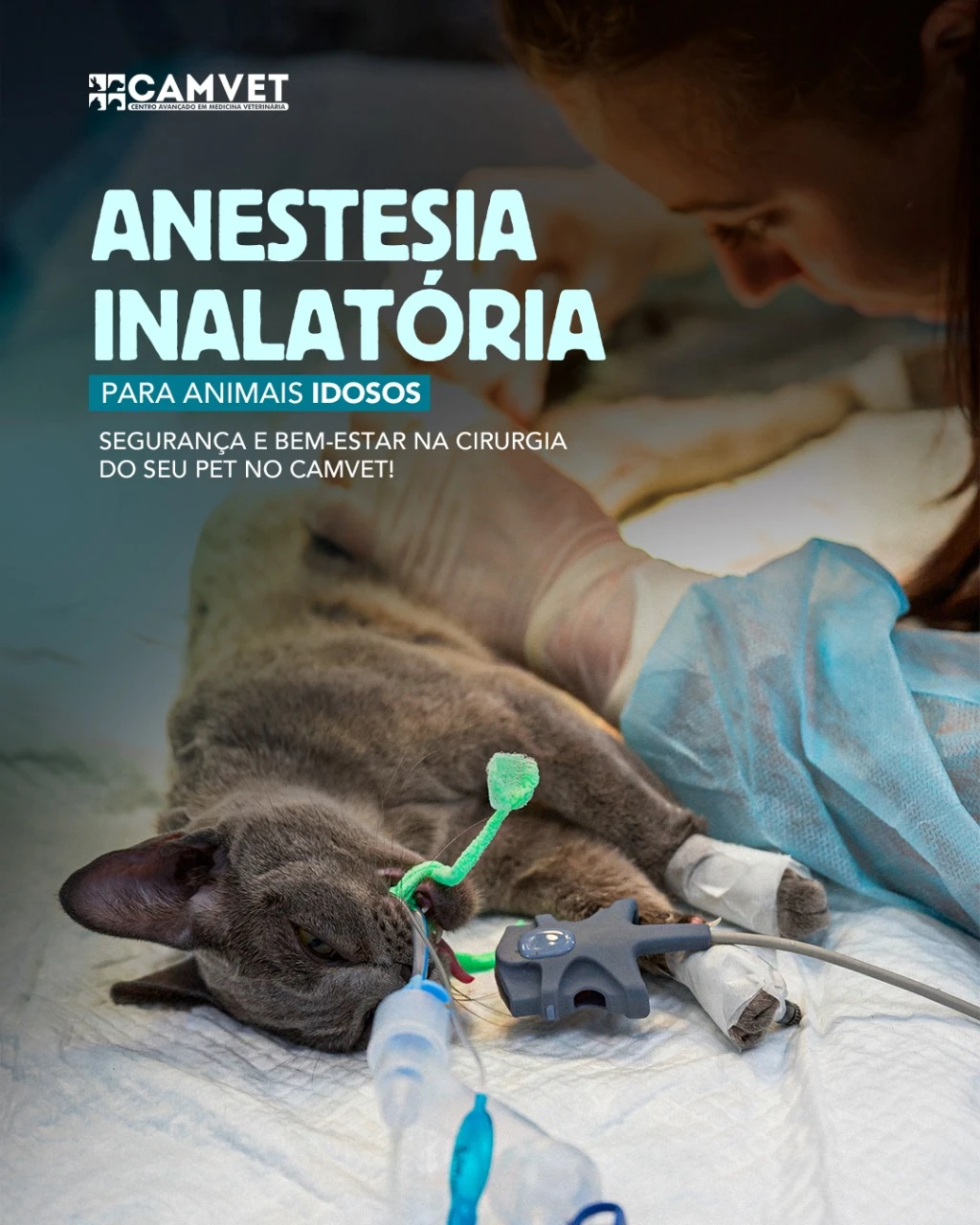Clínica veterinária de cirurgia animal