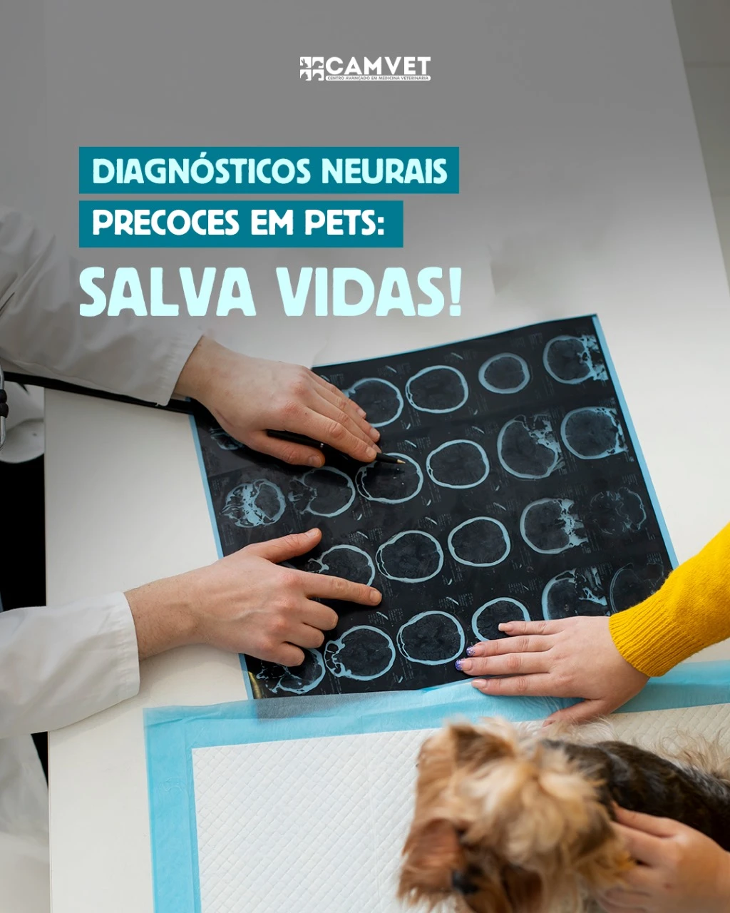 Ultrassom em cachorro