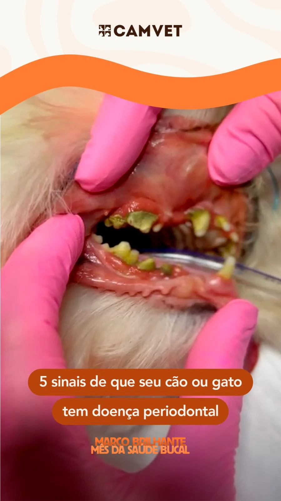 Ultrassom dentário veterinário