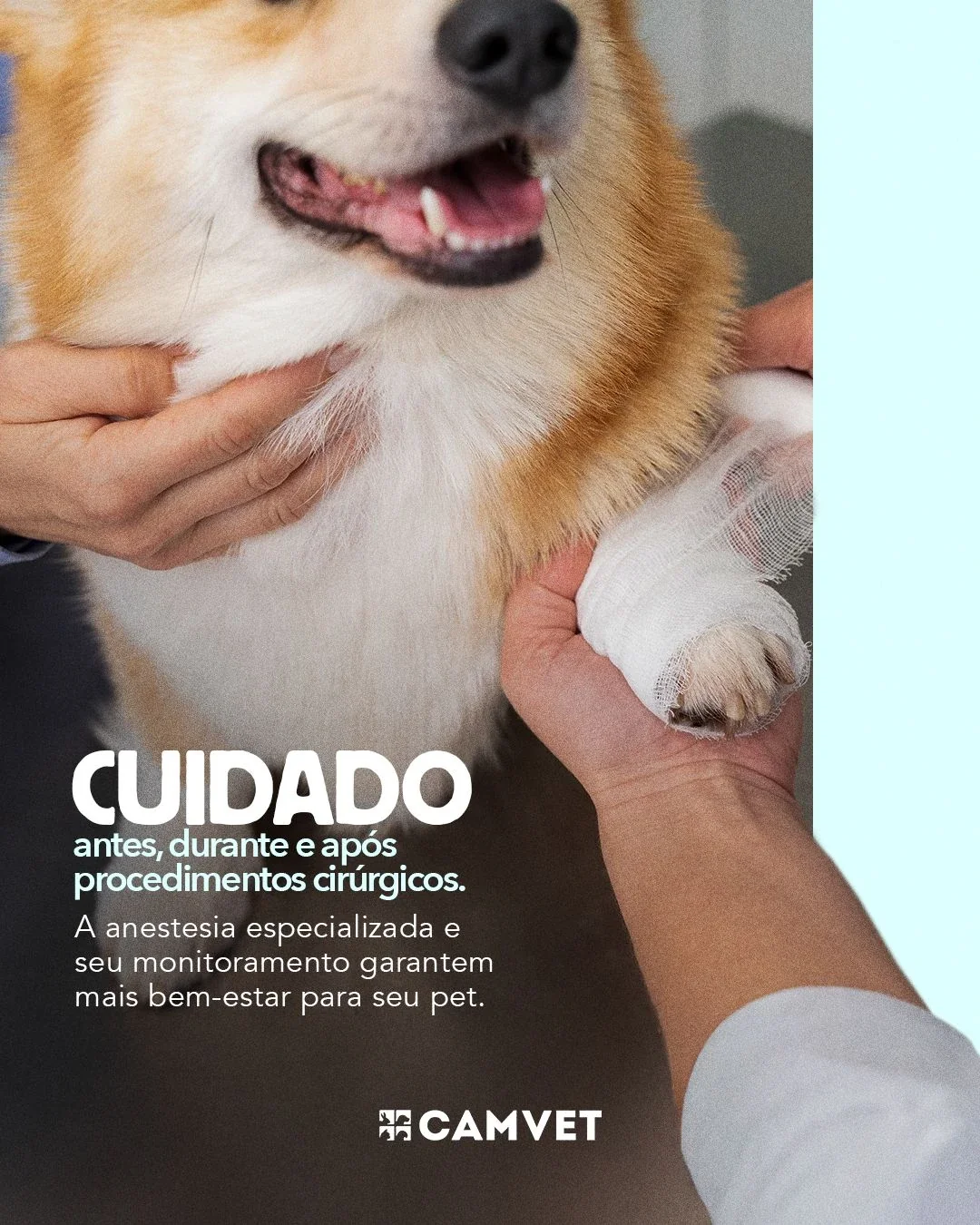 Veterinário especialista em ortopedia