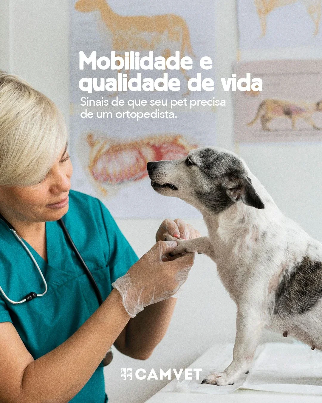 Veterinário especialista em ortopedia