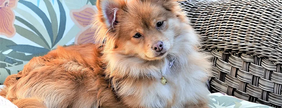 Camvet Nossos Serviços